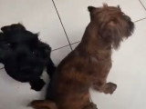 Deux chiots Pugapoo jouent ensemble