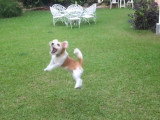 Ce Bea-Tzu saute pour attraper sa balle