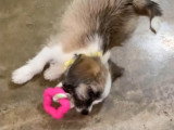 Ce Bea-Tzu s'amuse avec son nouveau jouet