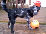 Une Bordoodle joue avec son jouet