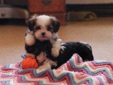 Un chiot Cava Tzu joue avec son compagnon