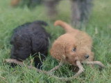 Des chiots Bordoodle très joueurs et pleins de vie