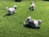 Ces petits Zuchon courent dans le jardin