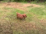 Un chiot Beaglier jouant dans le jardin
