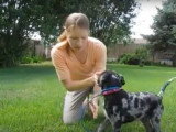 Un Catahoula Bulldog s'entraîne avec enthousiasme au parc