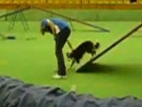 Un chien Borgi participe à un concours d'agilité