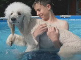 Deux chiens Caniches apprennent à nager dans une piscine