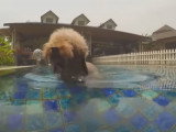 Trois chiens Caniches Nains font des longueurs dans une piscine