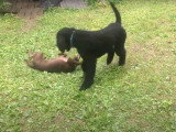 Un chien Chesador joue avec un ami