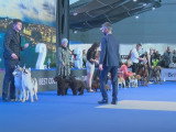 L'exposition canine de Genève : édition 2019