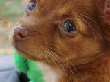 Une chienne Chorkie découvre la caméra