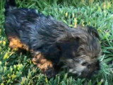 Un chiot Havashire marche pour la première fois dans l'herbe