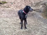Un chien Shepadoodle joue dans les bois