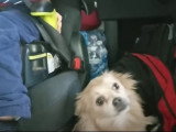 Un Aussiepom est dans une voiture pendant son lavage