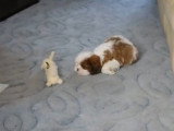 Un Cava Tzu teste ses jouets