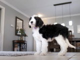 De petits Shepadoodle jouent dans un jardin