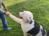 Un Shepadoodle et ses petits
