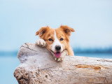 Un Border Collie sur la plage devant un tronc