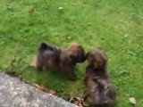Des Cairnoodles jouent dans un jardin