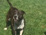 Un maître jette de l'eau sur son American Bully Staffy Bull Terrier