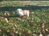 Une Corgi Bichon court dans un parc