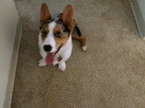 Cet Aussie-Corgi veut jouer avec son maître