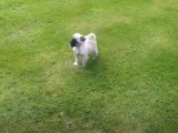 Une jeune Pushon court dans l'herbe