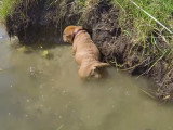 Un Frenchie Pei nage