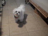 Une Silky Tzu joue à la balle