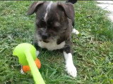 Un Chinese Boston-Tzu et son maître jouent avec une balle de tennis