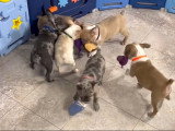 Des Faux Frenchbo Bulldog jouent ensemble