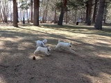 Un French Boodle s'amuse avec d'autres chiens dans un parc