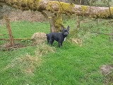 Un Frenchie Staff en promenade en forêt