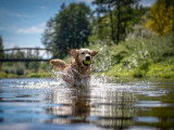 Un chien courant dans une rivière avec une balle de tennis dans la gueule