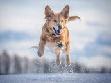 Un chien heureux bondit dans la neige