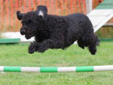 L'agility : qu'est-ce que c'est ?