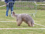 Un chien renifle le sol lors d'un concours