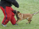 Sport canin : Qu'est-ce que le Mondioring ?
