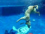 Un Labrador récupère deux frisbees au fond d'une piscine