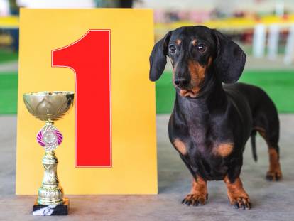 Dachshund premier prix d'un concours