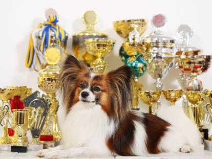 Un chien à côté de ses trophés