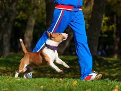 Adapter l'activité de son chien à ses besoins physiques et mentaux