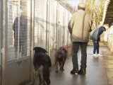Un chien est-il un cadeau comme les autres ?