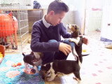 Un jeune garçon sauve des chiots beagle et en adopte un