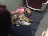 Une chienne retrouve ses chiots après avoir été abandonnée