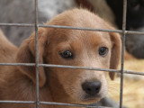 Un jeune chien derrière des grilles avec un air triste