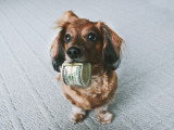 Les races de chiens les plus chères