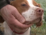 Comment adopter son animal dans un refuge