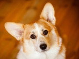 Vue proche de la tête d'un Corgi