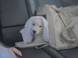 L'adoption d'un chiot Jindo Coréen sur l'île de Jindo, en Corée
